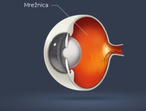 Mrežnica, retina, makula