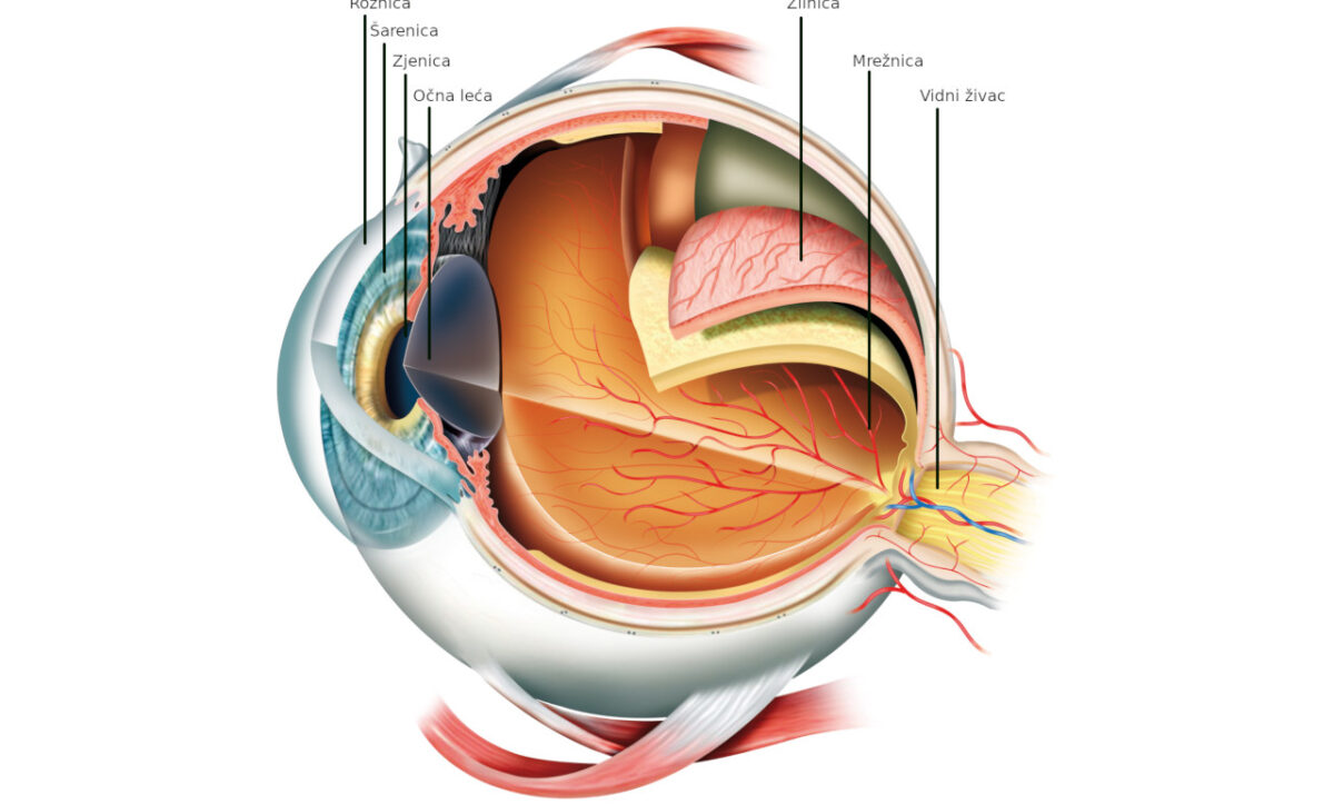 Anatomija oka