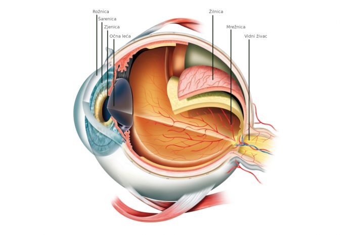 Anatomija oka, dijelovi oka - definicija i funkcija