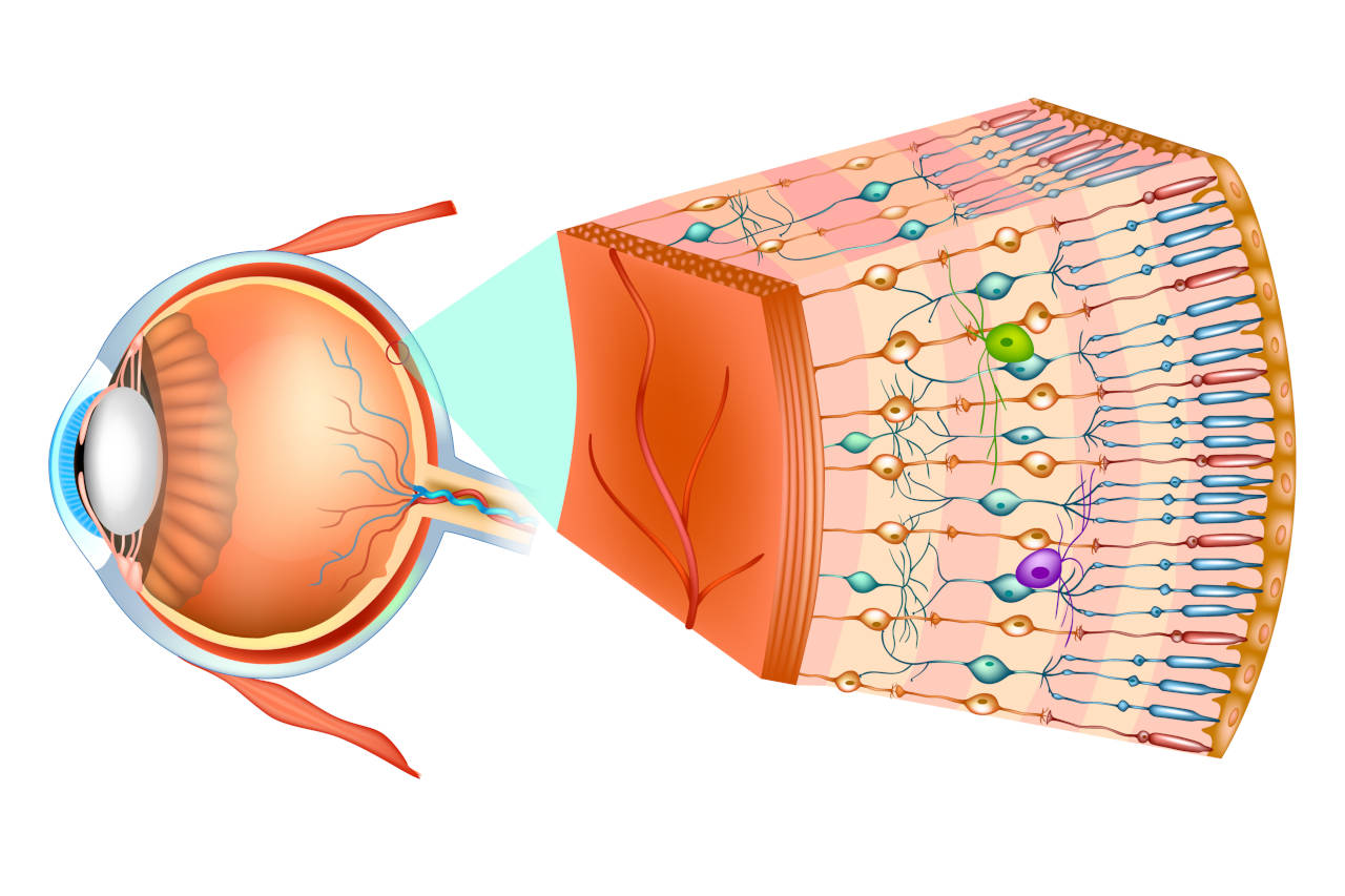 mrežnica, retina, makula