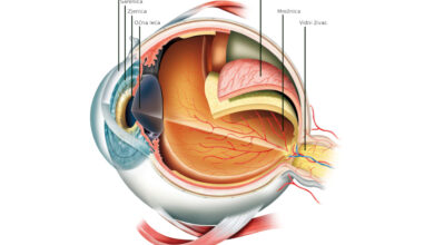 Anatomija oka