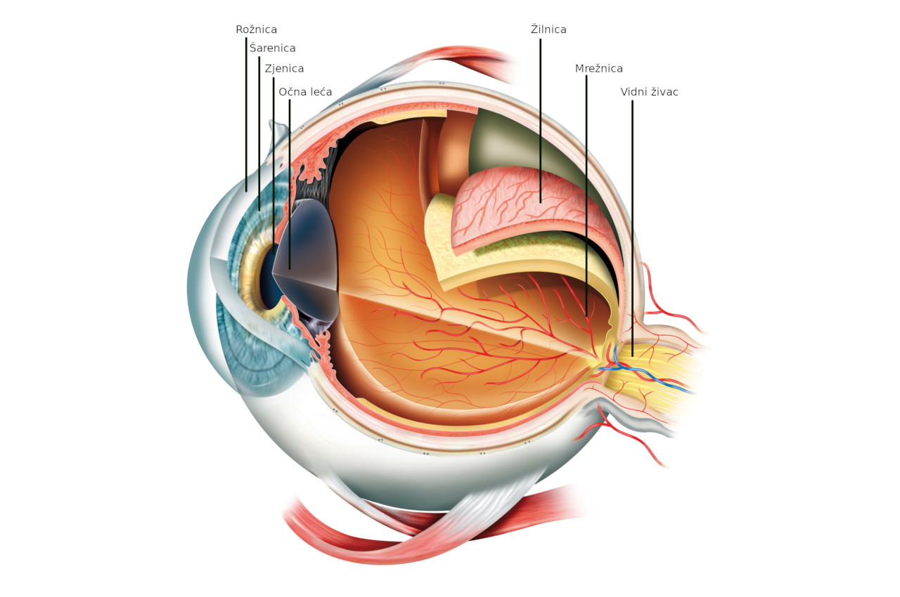Anatomija oka