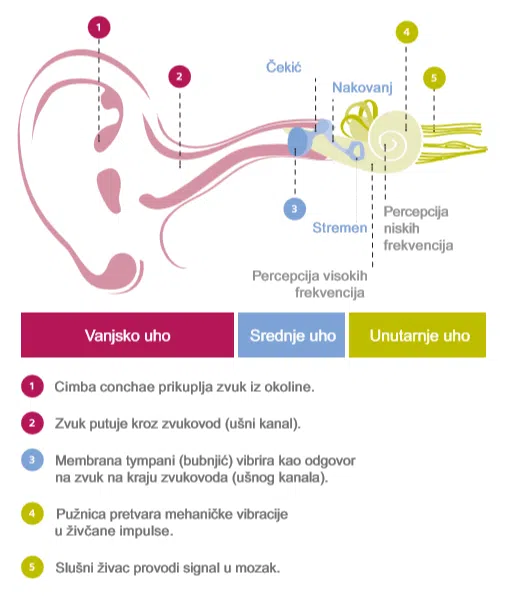 Funkcija sluha i gubitak sluha