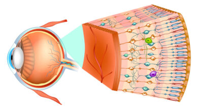 mrežnica, retina, makula