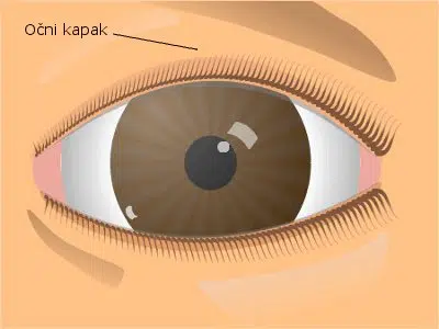očni kapak