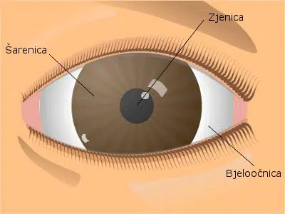 šarenica, zjenica, bjeloočnica