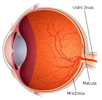 unutrašnjost oka, vidni živac, makula, mrežnica