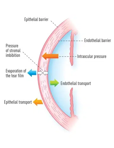 Hidratacija rožnice - osjetljiva ravnoteža